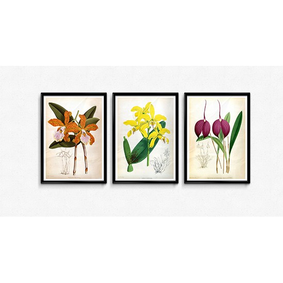 A Fabulous Selection Of Sets Of 3 Vintage Orchid Flower Prints 